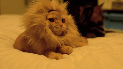 El fiero gato león bostezando