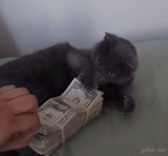 Gato protegiendo su dinero